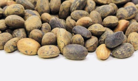 بذور الخروع /حبة العافيه