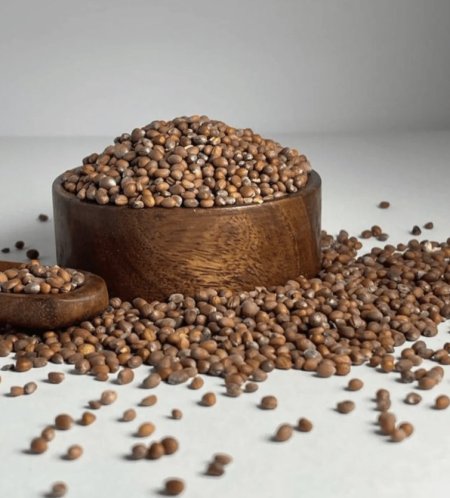 بذور الفجل