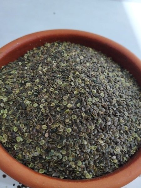 بذور القريص
