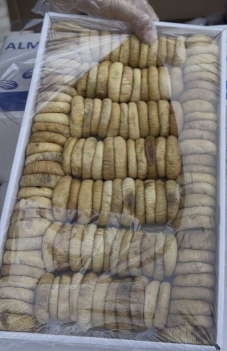 قطين موسم 2025