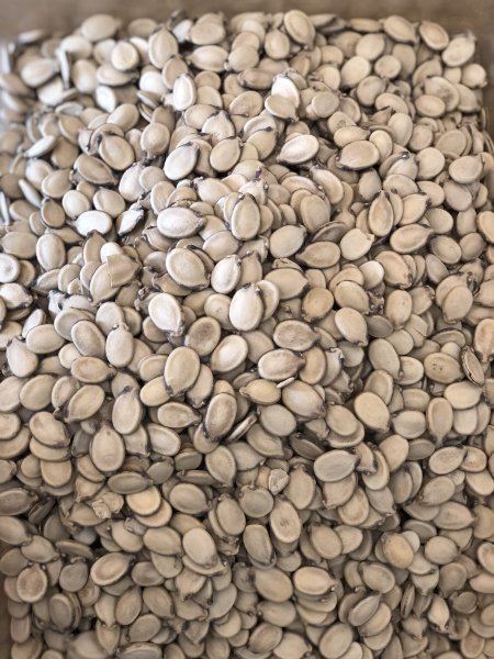 بزر بطيخ سوبر اكسترا